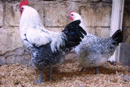 Poule de Bresse zilverpel, Dieren en Toebehoren, Pluimvee, Kip, Meerdere dieren