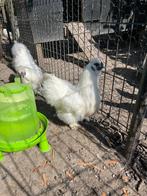 pluimvee, Dieren en Toebehoren, Pluimvee, Mannelijk, Kip