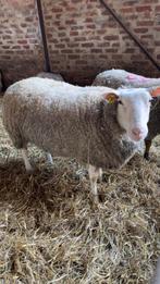 Brebis Ooien, Animaux & Accessoires, Femelle, Mouton, 3 à 5 ans