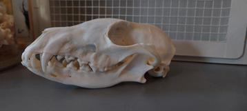 Crâne renard collection curiosités 