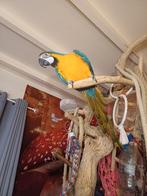 Tamme blauw gele ara te koop, Dieren en Toebehoren, Mannelijk, Papegaai, Pratend