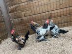Haantjes sabelpootkriel, Dieren en Toebehoren, Pluimvee