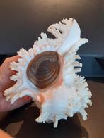 Coquillage Chicoreus ramosus XL, Collections, Minéraux & Fossiles, Enlèvement ou Envoi, Coquillage(s)