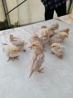 5 kuikens van parelgrijze Leghorn, Dieren en Toebehoren, Pluimvee, Geslacht onbekend, Kip