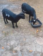 Chèvres naines, Animaux & Accessoires, Femelle, Chèvre, 3 à 5 ans