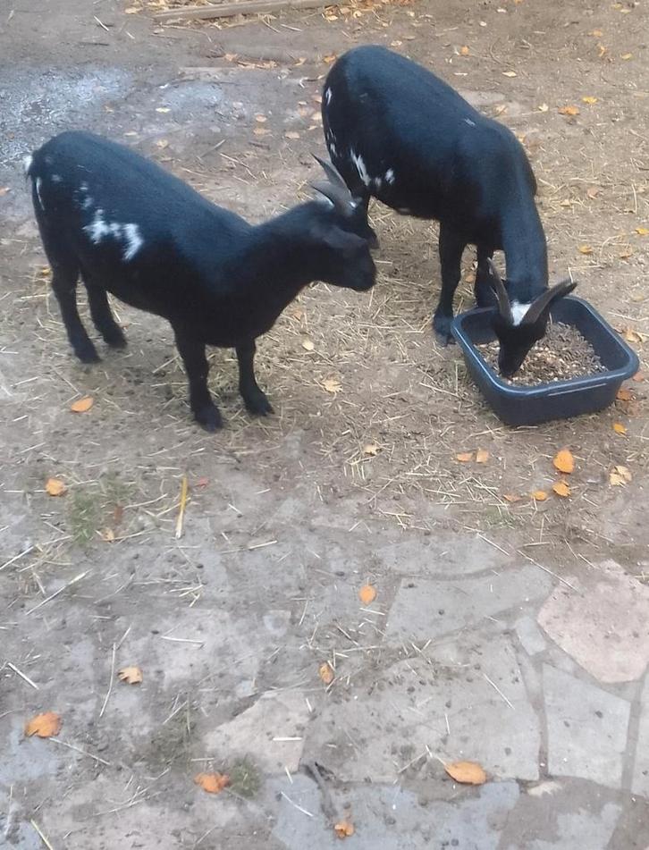 Dwerggeiten, Dieren en Toebehoren, Schapen, Geiten en Varkens, Geit, Vrouwelijk, 3 tot 5 jaar