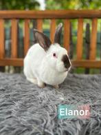 TER ADOPTIE voedster ong 2 jaar oud