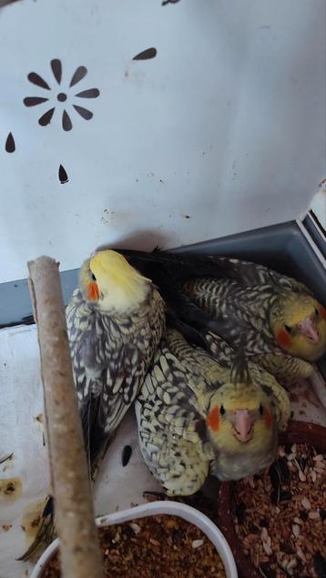 Jonge valkparkieten, Dieren en Toebehoren