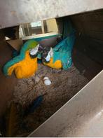 kweekkoppel blauwgele ara met bont kleurmutatie, Dieren en Toebehoren, Vogels | Parkieten en Papegaaien, Meerdere dieren, Papegaai