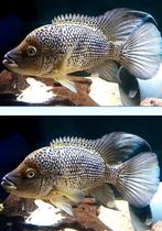 Schitterend kweekkoppel Hatiensis, Dieren en Toebehoren, Vissen | Aquariumvissen, Vis, Zoetwatervis