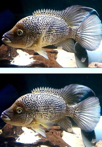 Schitterend kweekkoppel Hatiensis  beschikbaar voor biedingen