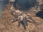 Monocentropus balfouri adult female 0-1 inclusief terrarium, Dieren en Toebehoren, Insecten en Spinnen, Spin of Schorpioen