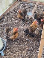 Cochin kriel hennen goud zwart gezoomd, Dieren en Toebehoren