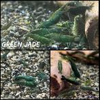 Green jade garnalen aquarium, Dieren en Toebehoren, Vissen | Aquariumvissen, Kreeft, Krab of Garnaal, Zoetwatervis, Schoolvis