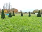 Taxus bomen, Tuin en Terras, Ophalen, Taxus