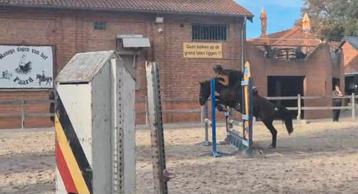 Spring pony  beschikbaar voor biedingen