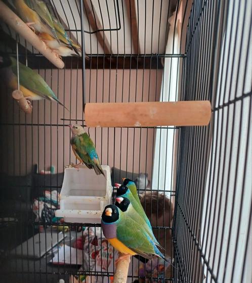 Gouldamadine, Dieren en Toebehoren, Vogels | Overige Vogels