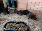 Cavia zeugjes bijna 4 maanden oud, Dieren en Toebehoren, Knaagdieren, Juni, Cavia