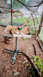 splendid parkieten, Dieren en Toebehoren, Vogels | Parkieten en Papegaaien, Vrouwelijk, Parkiet