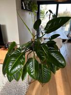 philodendron imperial green, Huis en Inrichting, Ophalen