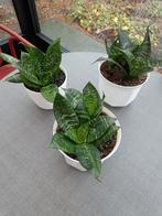Kamerplanten. Sanseveria. Vrouwentongen., Autres espèces, En pot, Plein soleil, Moins de 100 cm