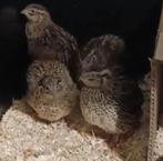 Japanse kwartels, Dieren en Toebehoren, Ophalen