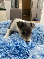 Jack Russel pups uit geteste ouders, Dieren en Toebehoren, Honden | Jack Russells en Terriërs, België, Fokker | Hobbymatig, Jack Russell Terriër