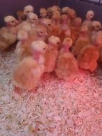 day chicks - Coucou de Malines/Kabir Turbo/Nudist - 28 mai, Poule ou poulet, Sexe inconnu