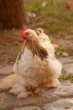 Tam en lief cochin haantje, Dieren en Toebehoren, Mannelijk, Kip