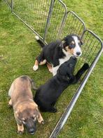 Border collie pup reu, Dieren en Toebehoren, Honden | Herdershonden en Veedrijvers, België, Fokker | Hobbymatig, Reu, 8 tot 15 weken