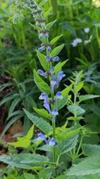 Scutellaria / glidkruid , lees beschrijving, Vaste plant, Halfschaduw, Zomer, Ophalen
