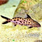 Tanganyika vissen, Dieren en Toebehoren, Vis, Zoetwatervis, Schoolvis