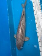 55 cm Asagi koi, Karper of Koi