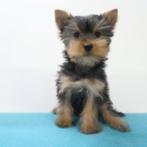 Chiots Yorkshire Terrier à vendre, Animaux & Accessoires, 15 semaines à 1 an, Yorkshire Terrier, Parvovirose, Plusieurs animaux