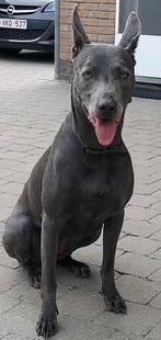 Berger bleu de Malines, 3 à 5 ans, Chienne, Éleveur | Professionnel, Belgique