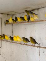 Five Fancy’s 60stuks, Dieren en Toebehoren, Vogels | Kanaries