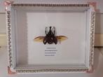 Taxidermy, Verzamelen, Ophalen of Verzenden, Nieuw, Insect, Opgezet dier