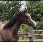 Arabische volbloed hengst Cejay, Dieren en Toebehoren, Paarden, Hengst, Gechipt, 0 tot 2 jaar