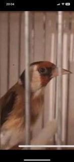 Mal parva chant de la nature 1ans et demi, Animaux & Accessoires