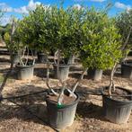‼️Olijfbomen olea europaea vanaf april in België ‼️, Tuin en Terras, Ophalen
