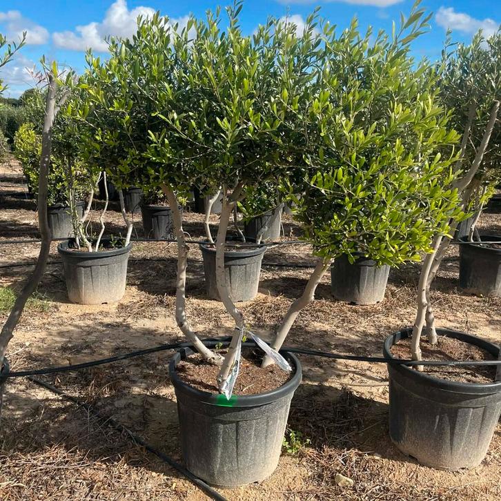 ‼️Olijfbomen olea europaea vanaf april in België ‼️, Tuin en Terras, Planten | Bomen, Ophalen