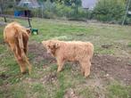 Schotse hooglander stier, Dieren en Toebehoren