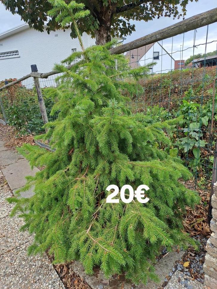 Kerstdennen - kerstboom tot 1.80 m hoog, Diversen, Kerst, Ophalen