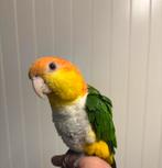 Roestkop Caique, Bagué