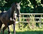 Juments pre, Animaux & Accessoires, Chevaux & Poneys | Étalons & Juments poulinières, Jument