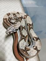 Boa Bci 1.0 Hypo 100% het Moonglow poss IMG 2025, Slang, Tam, 0 tot 2 jaar