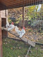 Serama haantjes, Dieren en Toebehoren, Pluimvee