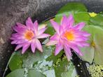 Nymphaea Purplelucent, Tuin en Terras, Ophalen of Verzenden