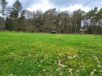 Weide te huur 4000m² te Achel, Dieren en Toebehoren, Stalling en Weidegang, 2 of 3 paarden of pony's