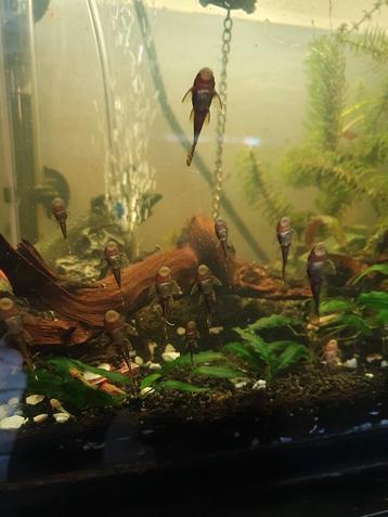 Baby ancistrus algeneters wildkleur.  beschikbaar voor biedingen